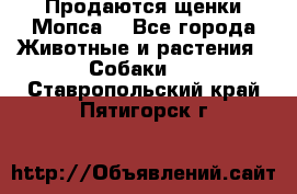 Продаются щенки Мопса. - Все города Животные и растения » Собаки   . Ставропольский край,Пятигорск г.